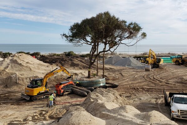 When you should hire a tree transplanting company