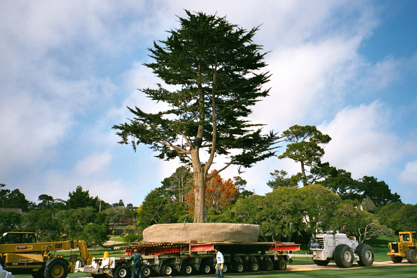 Tree Farming -