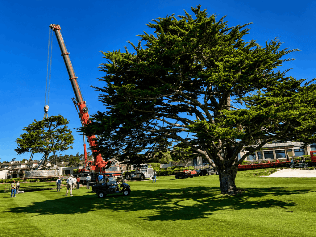 The Tree That Defines the 18th Hole at Pebble Beach -