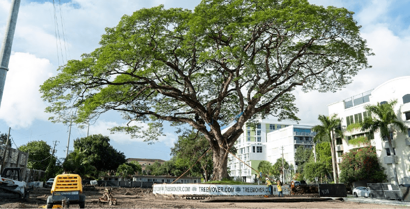 How Championship Golf Courses Preserve Mature Trees During Course Improvements