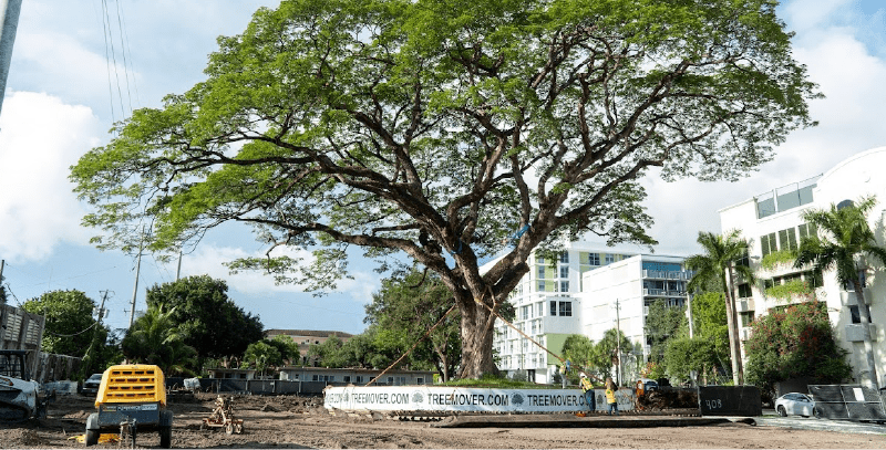 How Championship Golf Courses Preserve Mature Trees During Course Improvements -