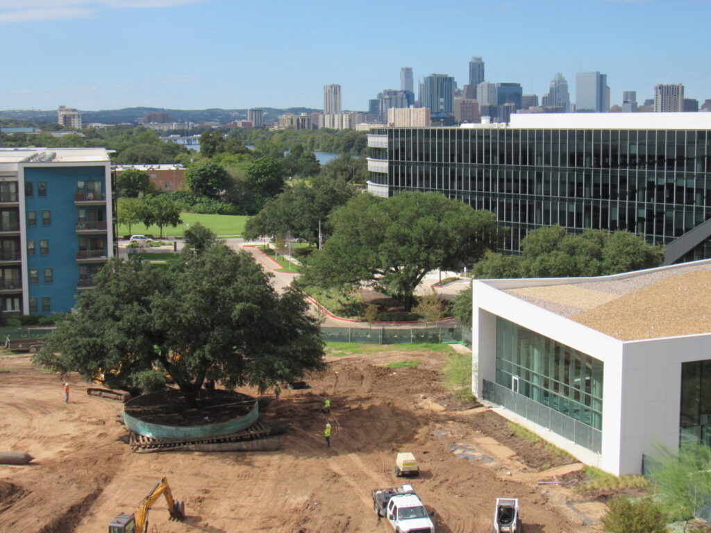 Moving Large Trees | Treemover Environmental Design Inc (EDI