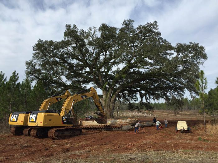 removing large tree