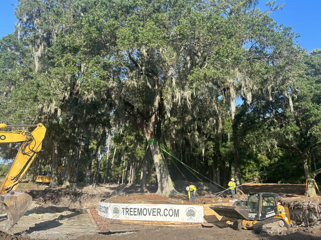 Live oak tree transplant at TPC Sawgrass sixth tee with ArborLift® system.
