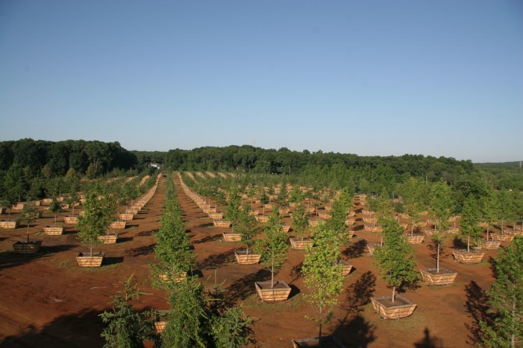 Specimen Trees -