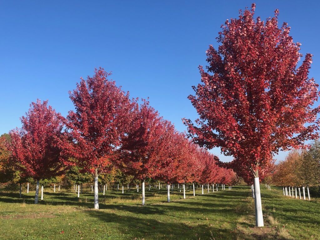 specimen tree planting and landscaping