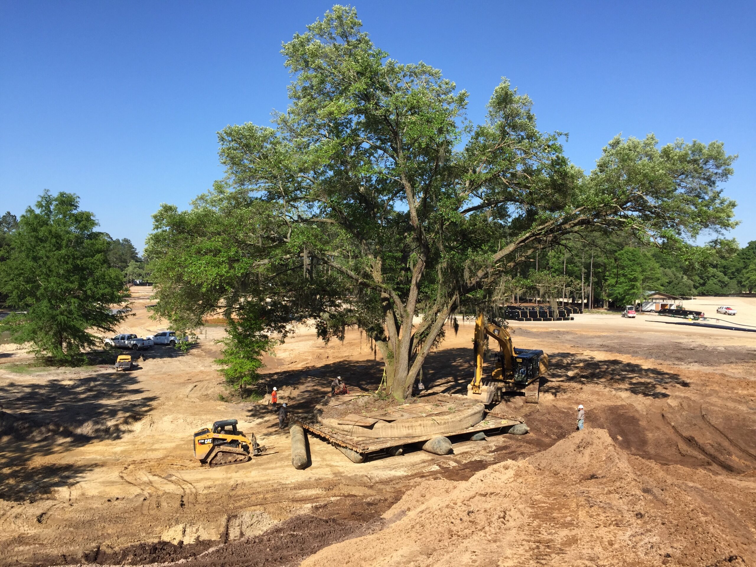 FAQs: Large Tree Transplant Services