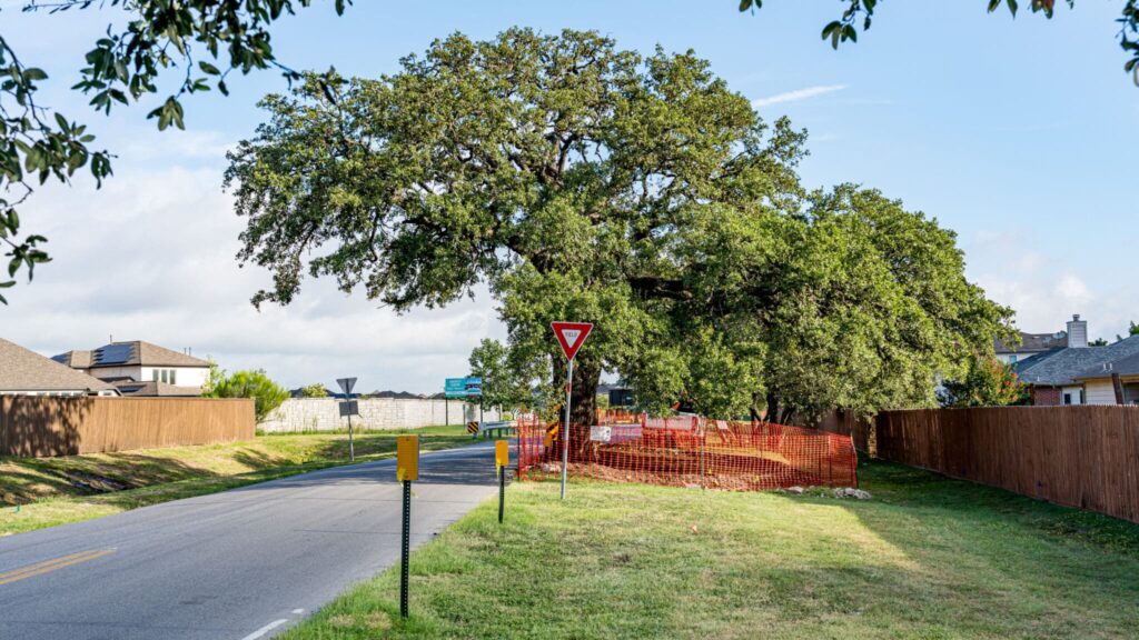 Preserving History: The Relocation of Kyle’s 400-Year-Old Oak Tree “Jolene” 2 Old-Stagecoach-Heritage-Oak-Pre-Move-Maintenance-July-23-2025-10-2048x1152