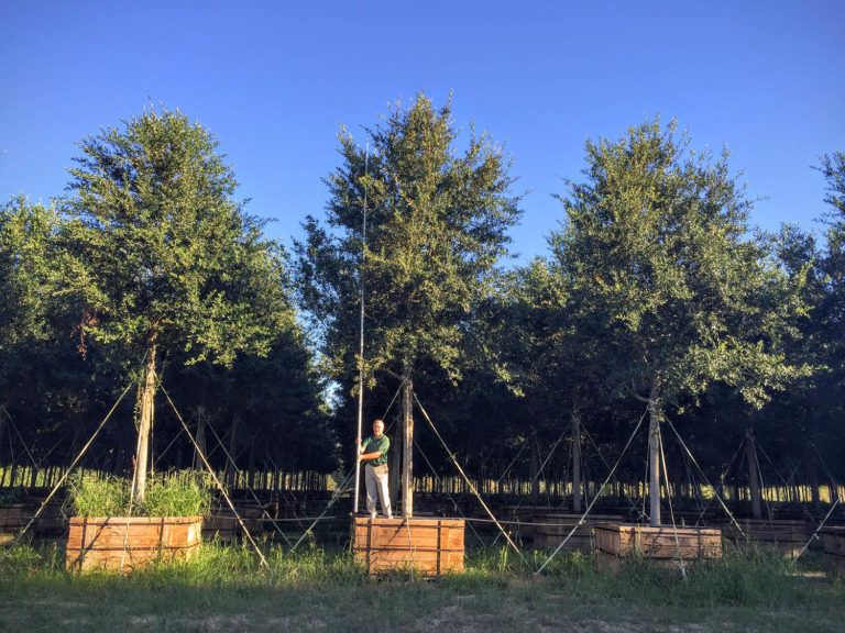 World�s Largest Tree Planting Service I Environmental