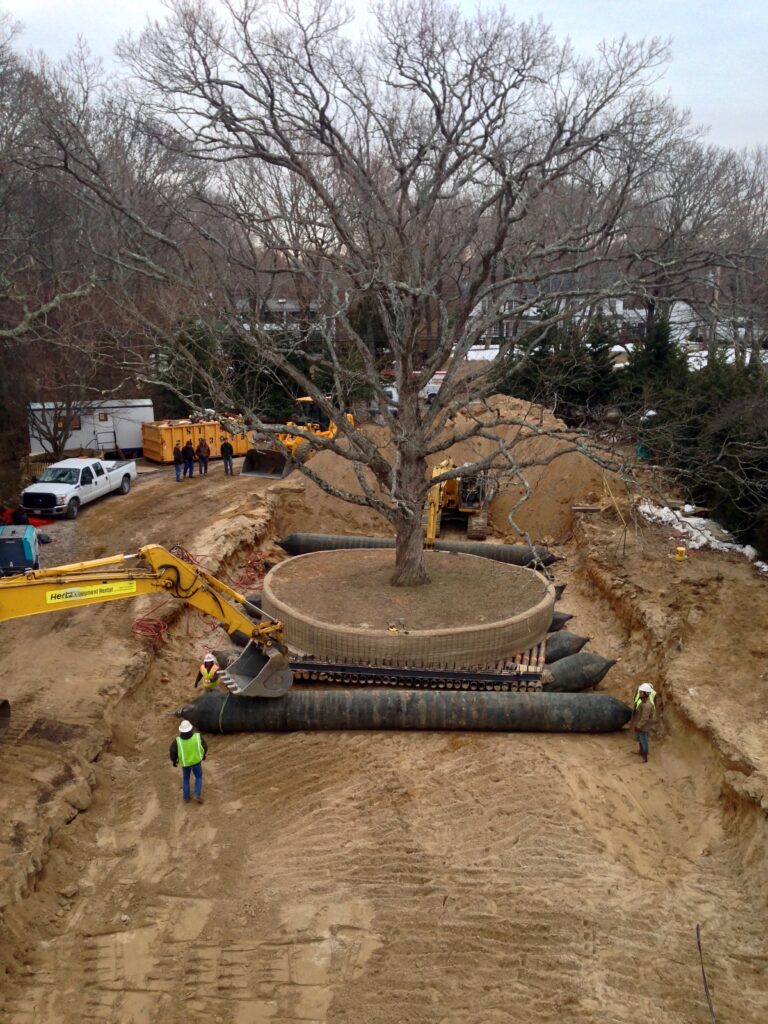 Moving Large Trees | Treemover Environmental Design Inc (EDI