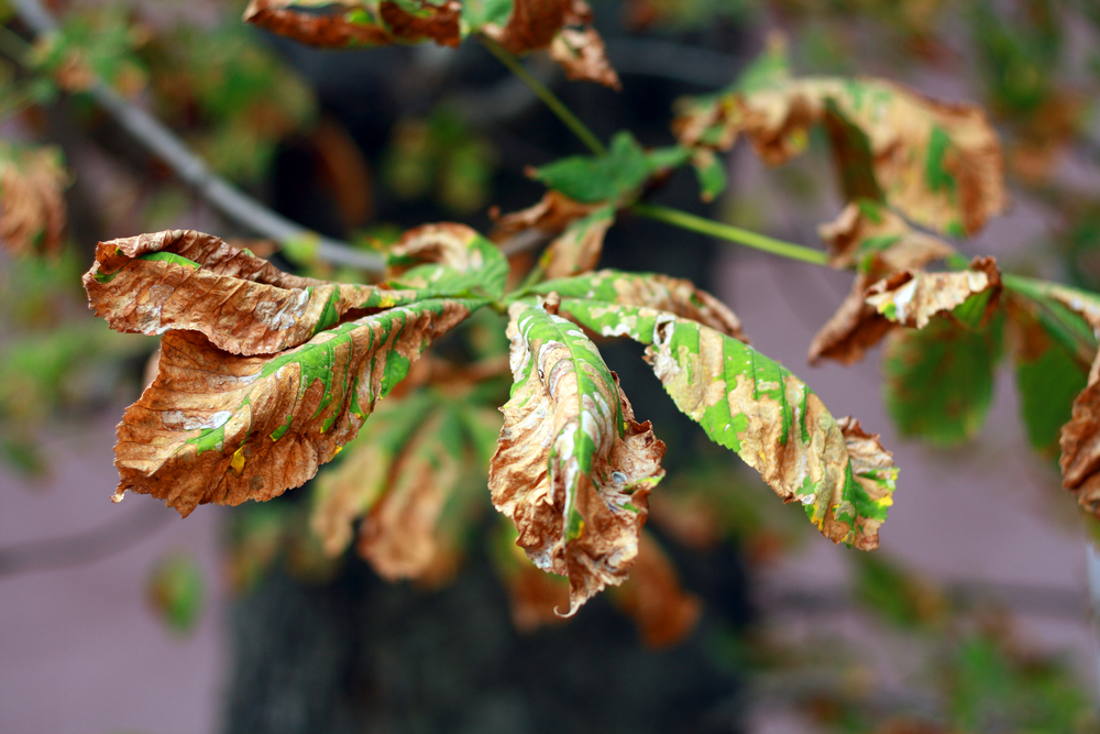 When Shouldn’t You Move a Tree? What Are Some Signs That Transplanting Is a Bad Idea for the Tree’s Health?