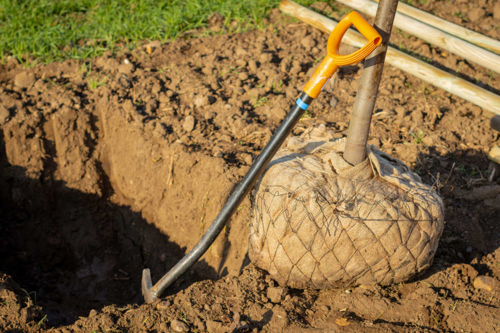 How to Care for and Plant Trees Wrapped in Burlap -