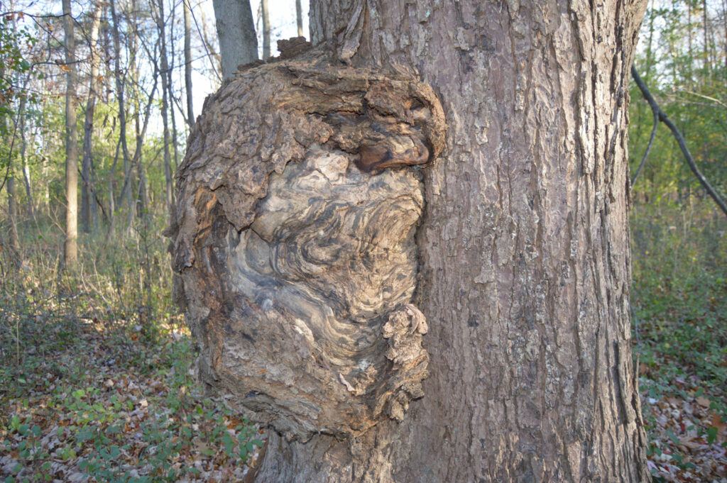 Tree burl | Treemover Environmental Design Inc (EDI), the one-stop-shop for moving trees