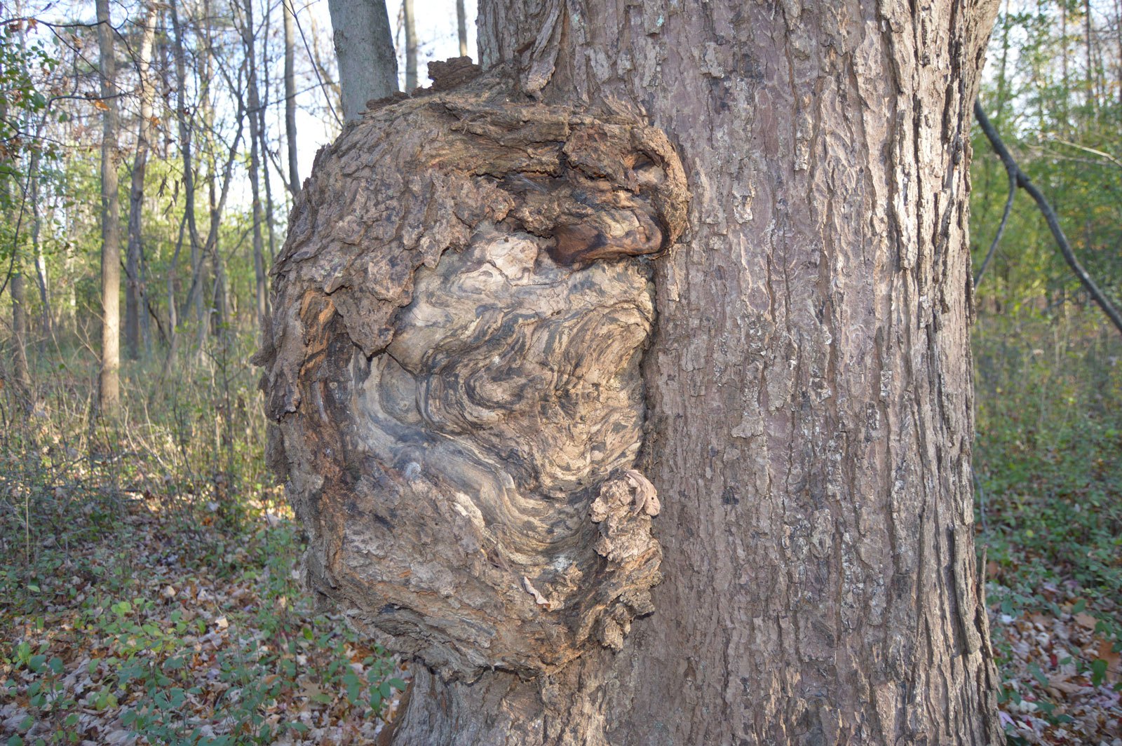 Tree Burls | What Are They And How to Prevent Them