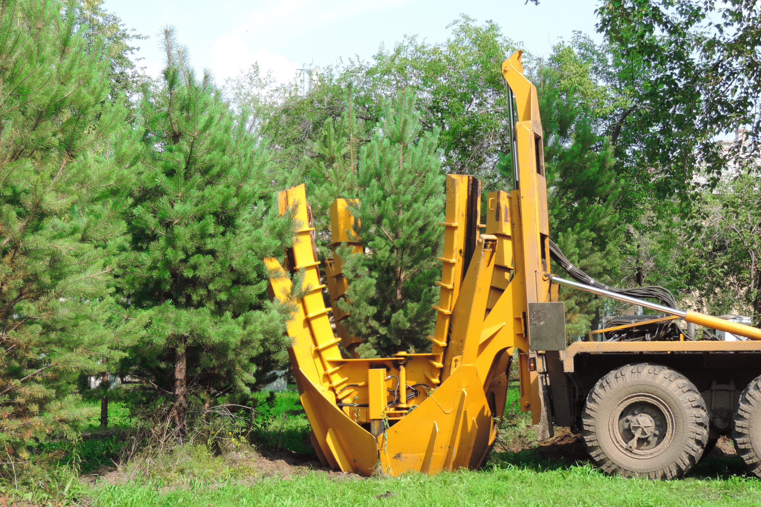Common Myths About Moving Large Trees Debunked