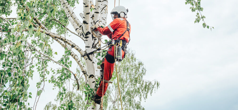 5 Reasons to Hire a Certified Arborist | Treemover | Environmental Design Inc (EDI)