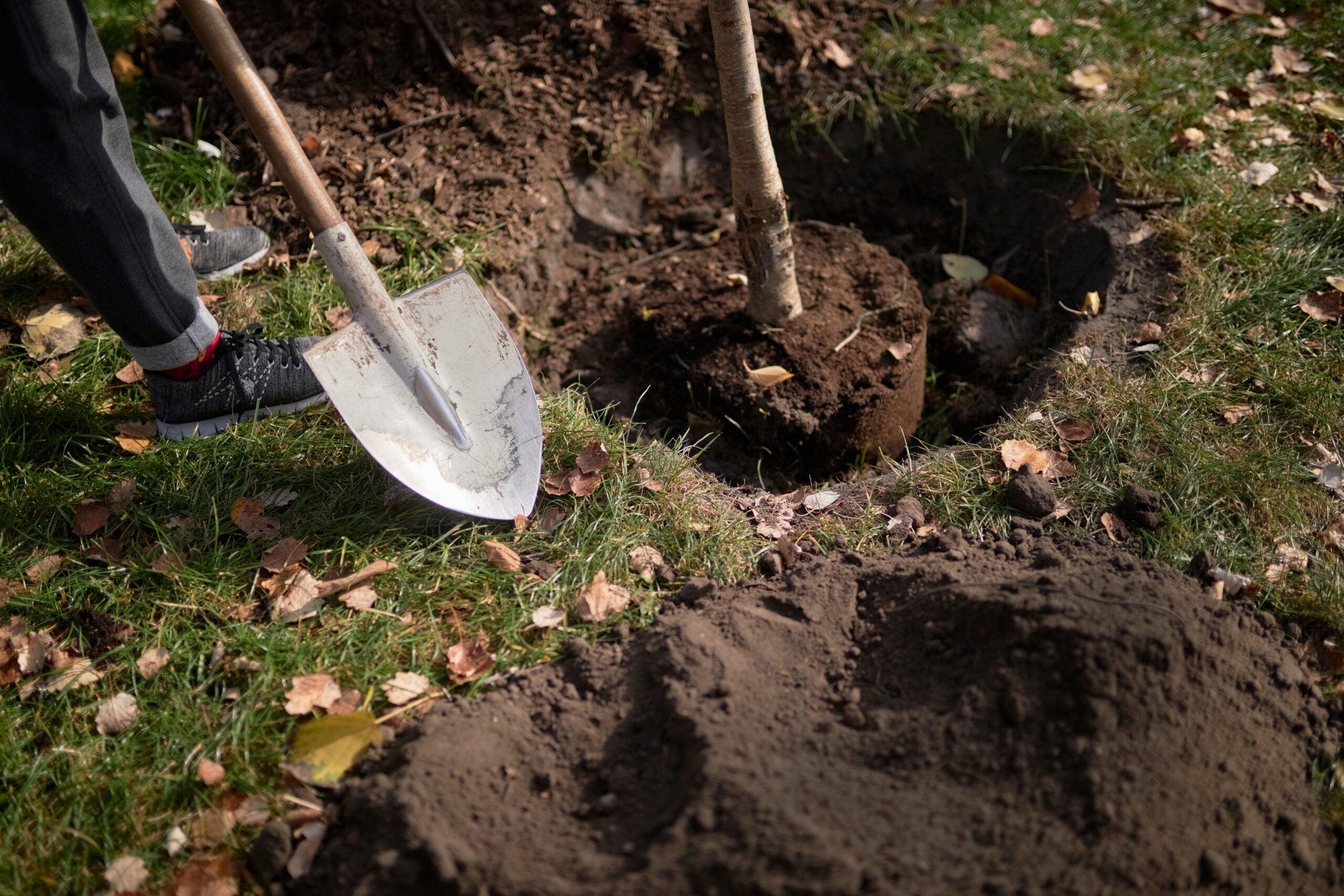 The Economics of Tree Transplantation: Cost vs. Value