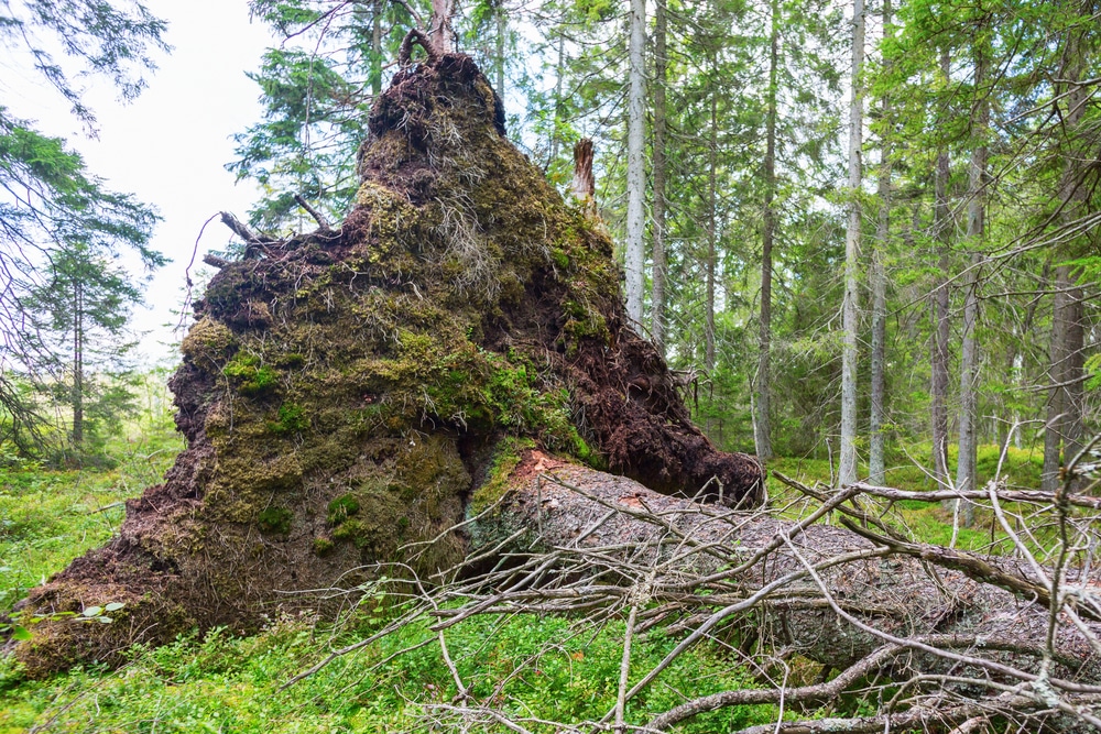 Dealing With Uprooted Trees | Environmental Design Inc.