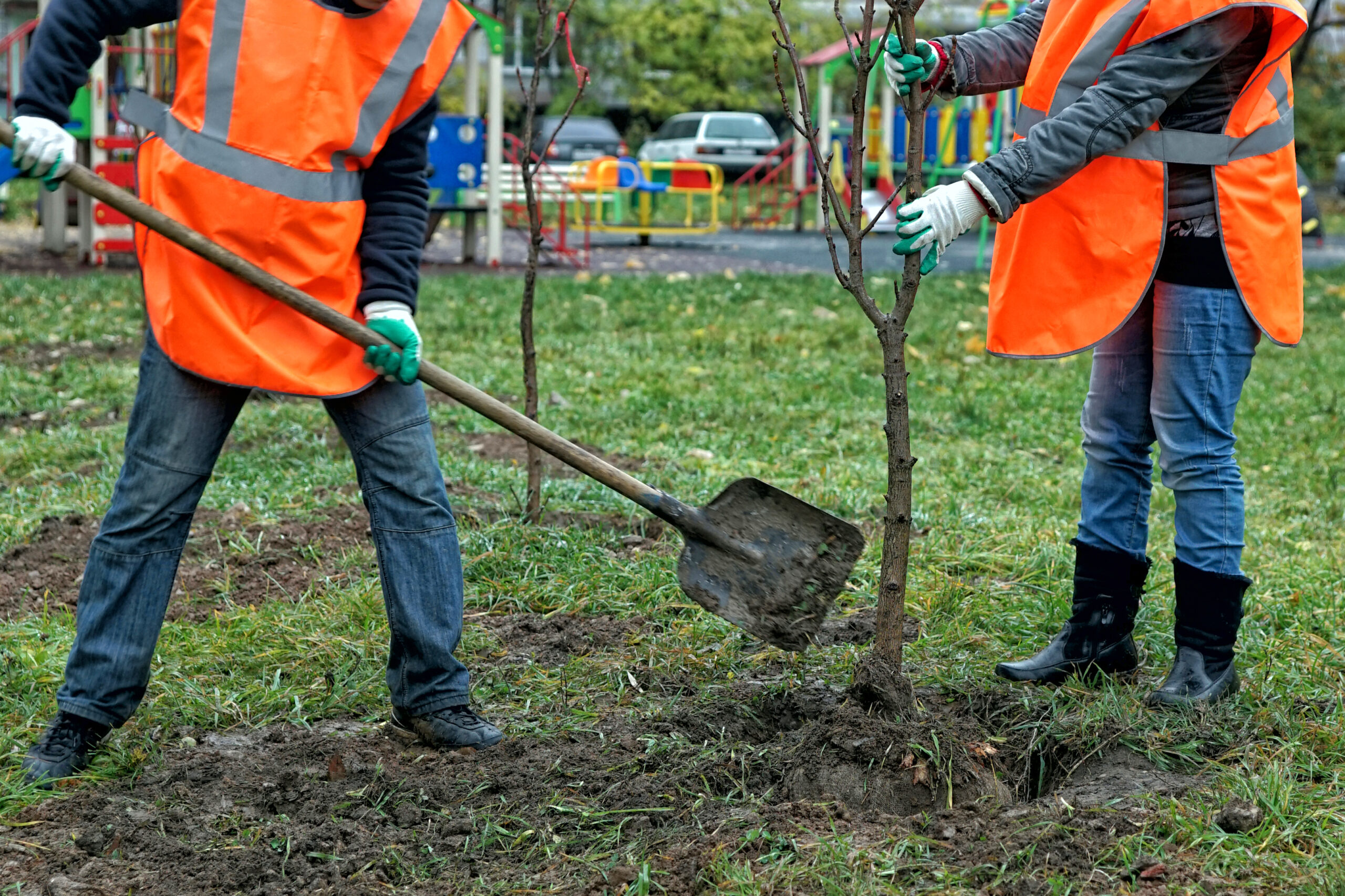 Designing Landscapes with Transplanted Trees: Tips for Architects