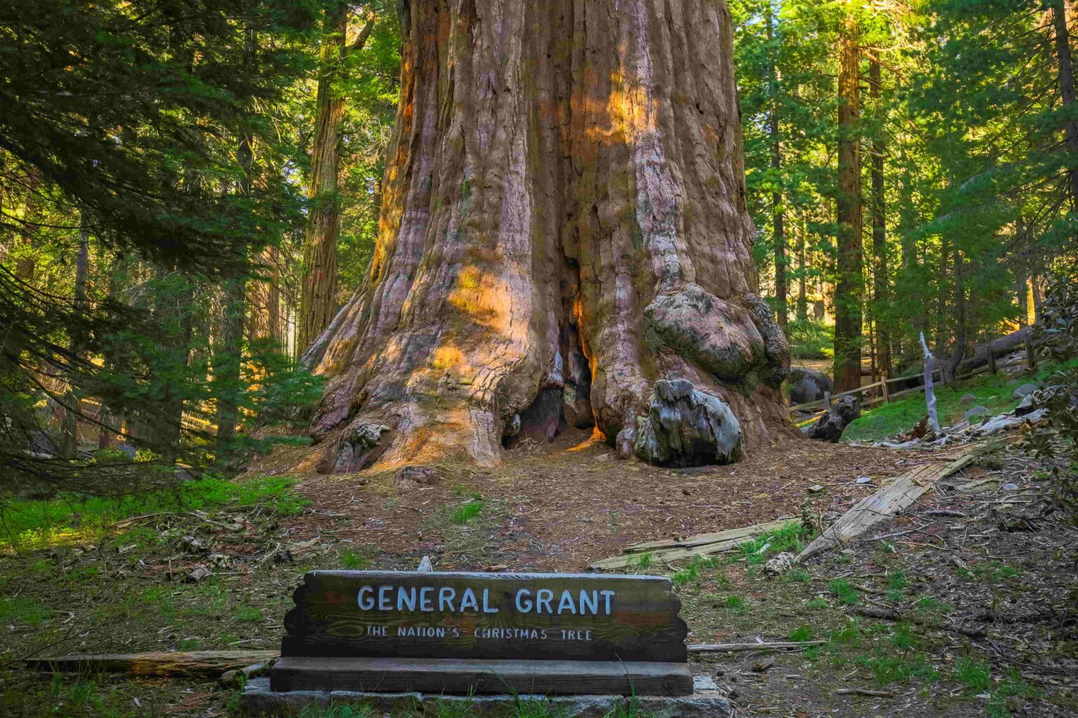 Giant Trees in the USA