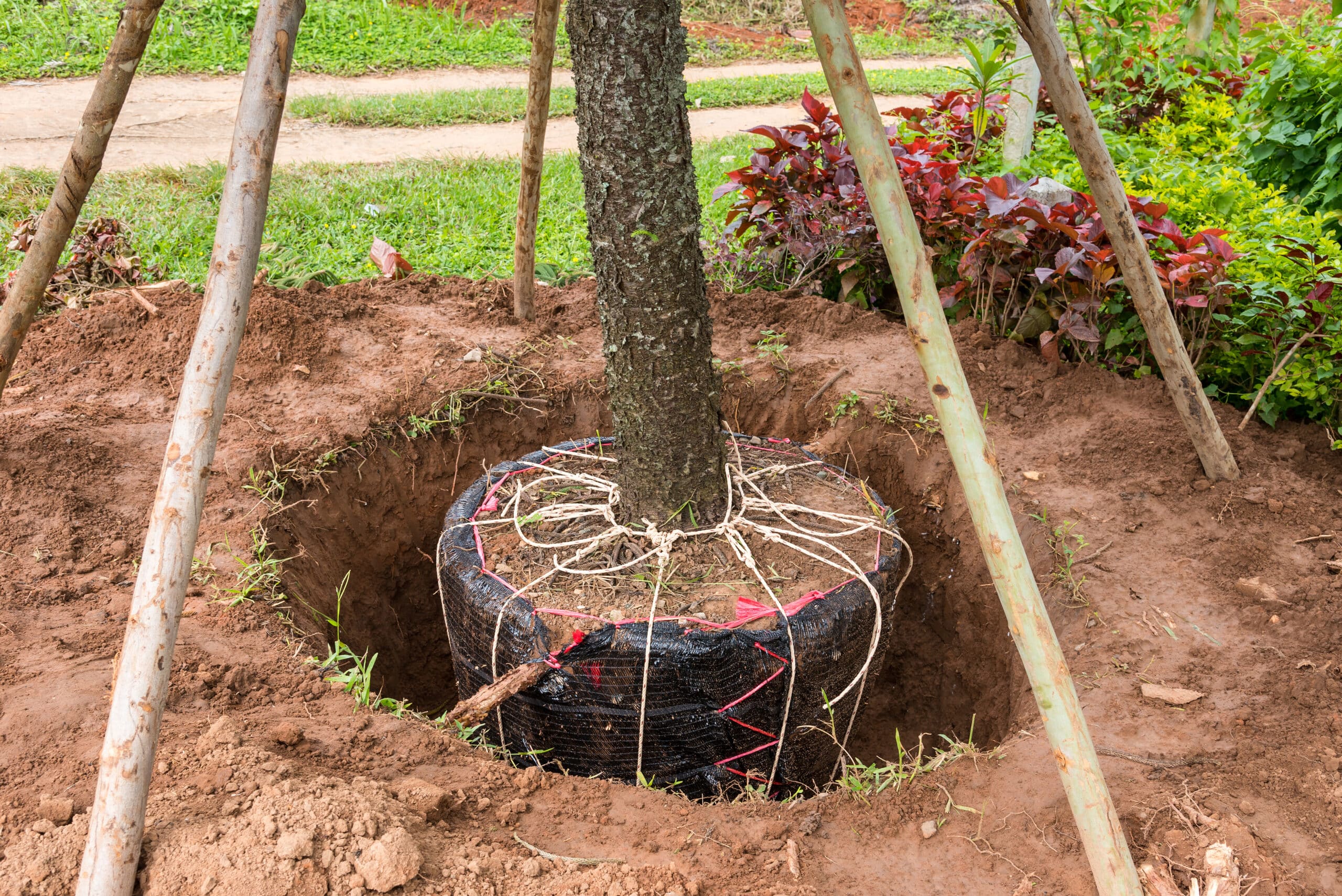 Top Indicators It’s Time to Relocate a Tree on Your Property