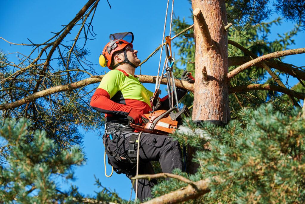 Tree arborist | Treemover Environmental Design Inc (EDI), the one-stop-shop for moving trees