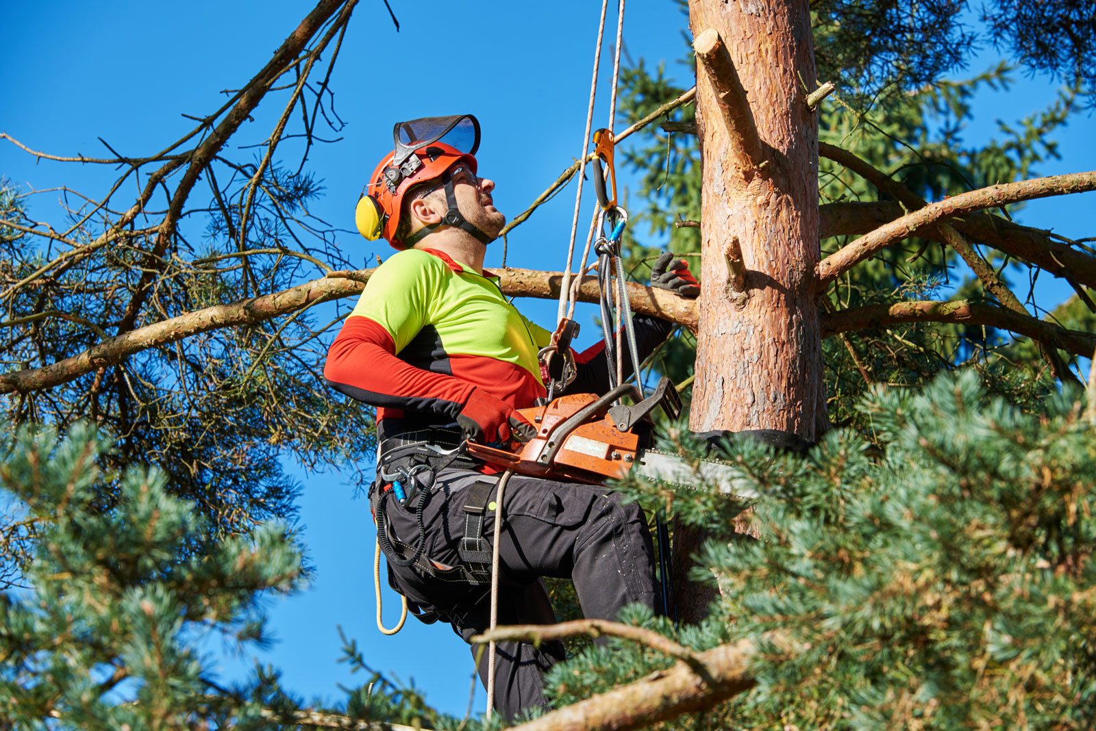 Tree arborists Treemover Environmental Design Inc (EDI)