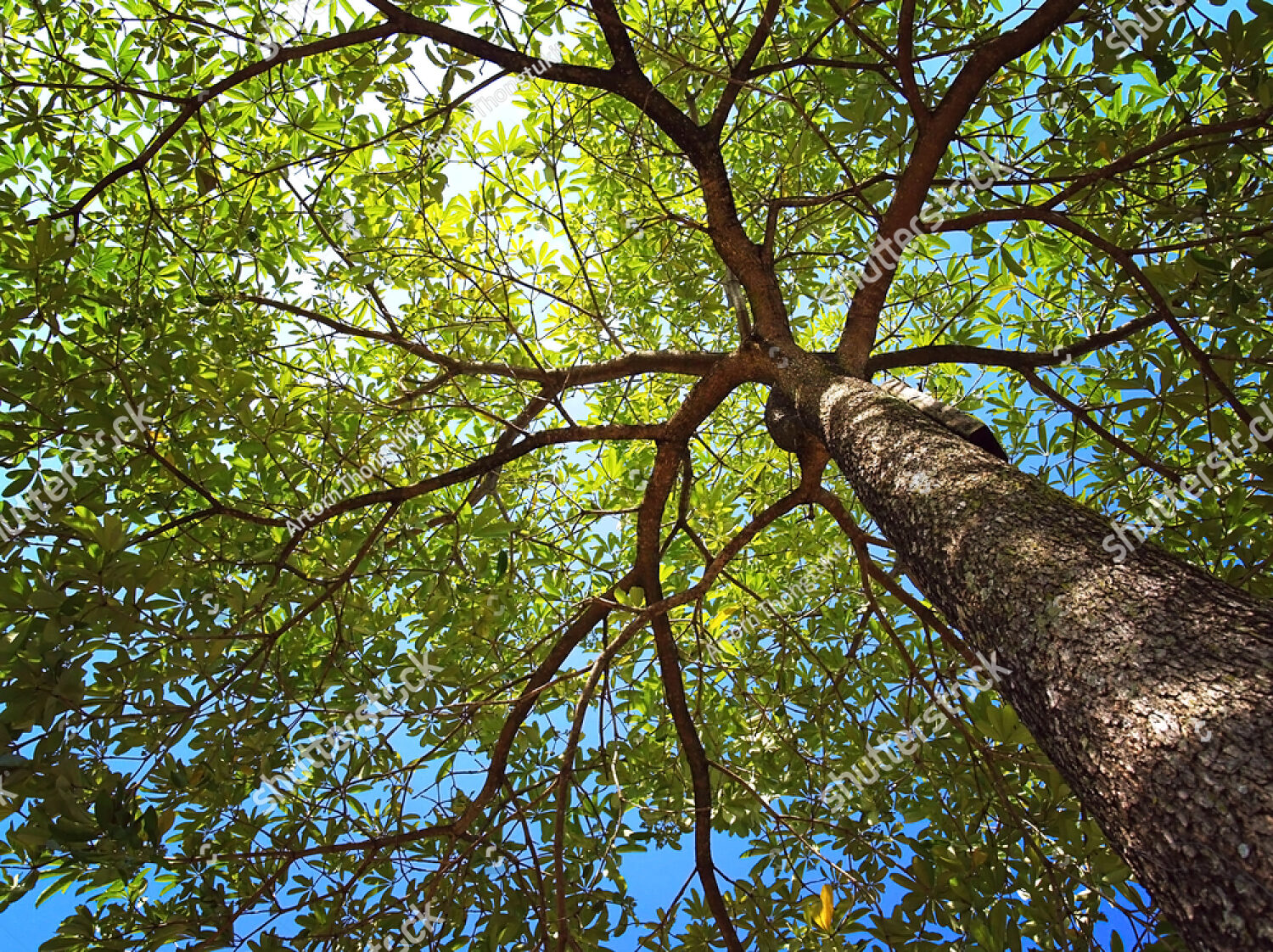 The Lifecycle of an EDI Tree Farm Tree